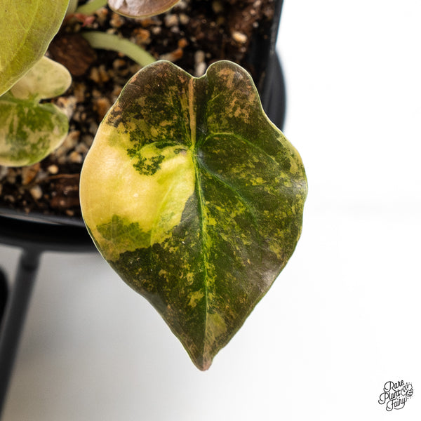 Alocasia Cuprea Gold/Aurea/Caramel Latte Variegated (wk51-O)