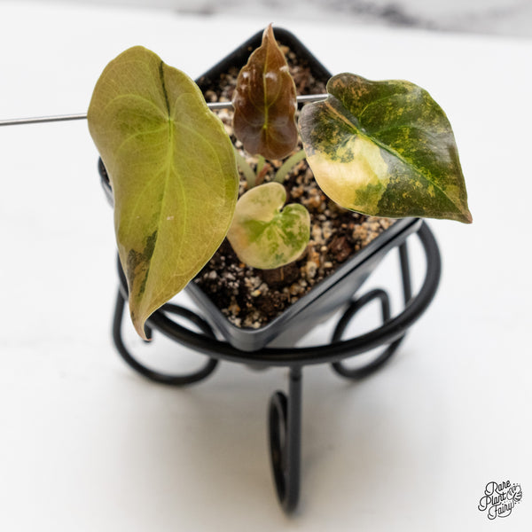 Alocasia Cuprea Gold/Aurea/Caramel Latte Variegated (wk51-O)