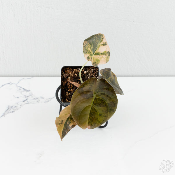 Alocasia Cuprea Gold/Aurea/Caramel Latte Variegated (wk8-UU)