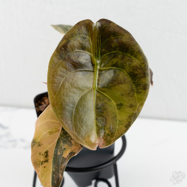 Alocasia Cuprea Gold/Aurea/Caramel Latte Variegated (wk8-UU)