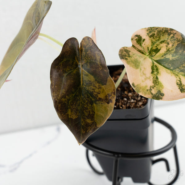 Alocasia Cuprea Gold/Aurea/Caramel Latte Variegated (wk8-UU)