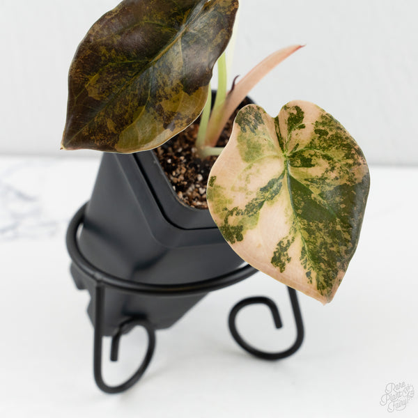 Alocasia Cuprea Gold/Aurea/Caramel Latte Variegated (wk8-UU)