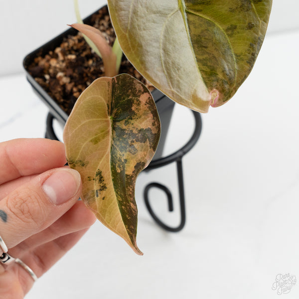 Alocasia Cuprea Gold/Aurea/Caramel Latte Variegated (wk8-UU)