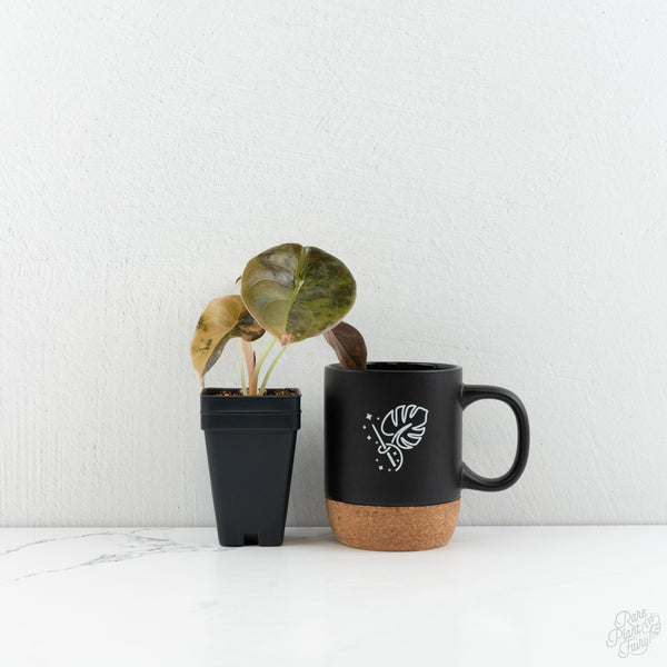 Alocasia Cuprea Gold/Aurea/Caramel Latte Variegated (wk8-UU)