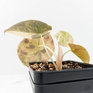 Alocasia Cuprea Gold/Aurea/Caramel Latte Variegated (wk18-UJ)