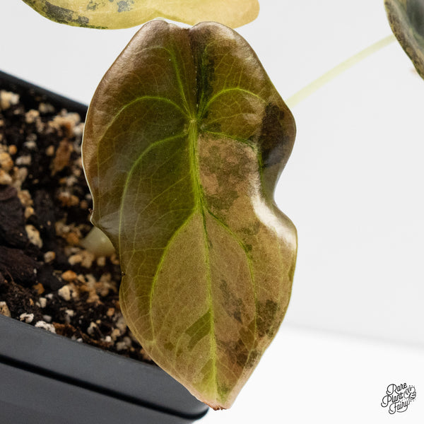 Alocasia Cuprea Gold/Aurea/Caramel Latte variegated (wk2-UP)