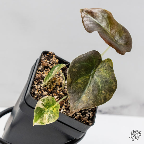 Alocasia Cuprea Gold/Aurea/Caramel Latte Variegated (wk52-I)