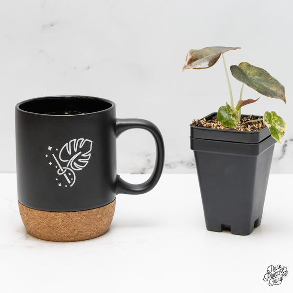 Alocasia Cuprea Gold/Aurea/Caramel Latte Variegated (wk52-I)