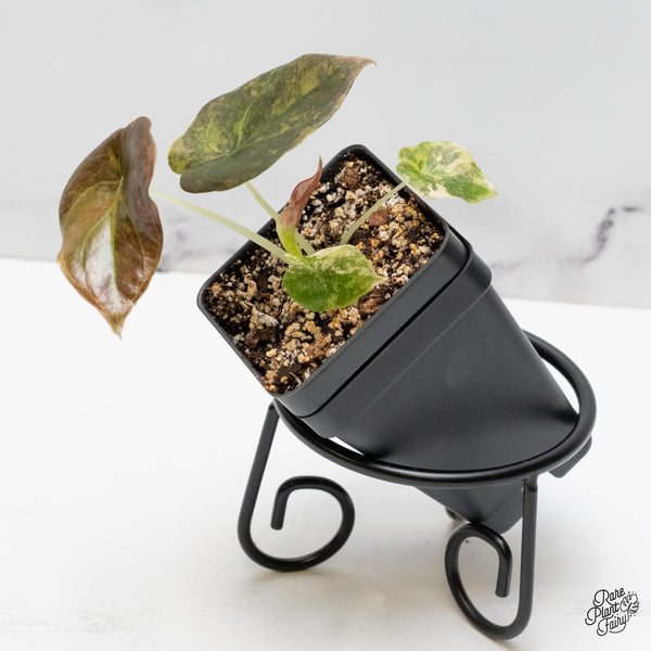 Alocasia Cuprea Gold/Aurea/Caramel Latte Variegated (wk52-I)