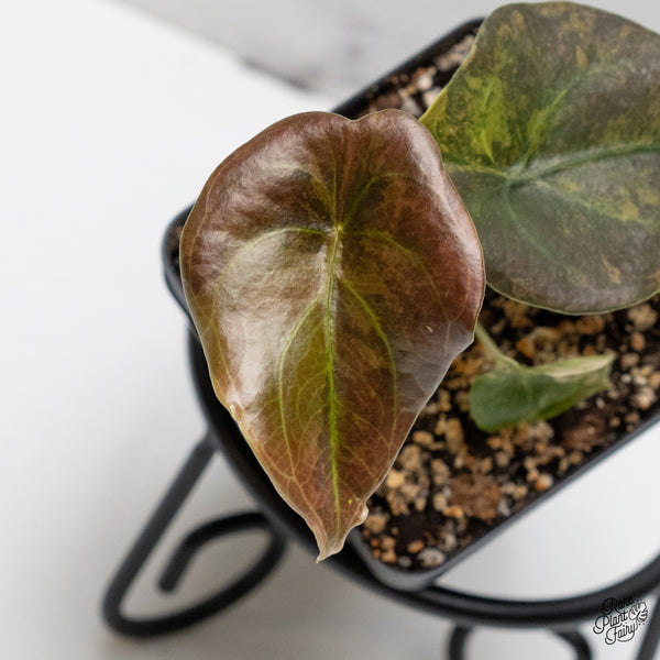 Alocasia Cuprea Gold/Aurea/Caramel Latte Variegated (wk52-I)