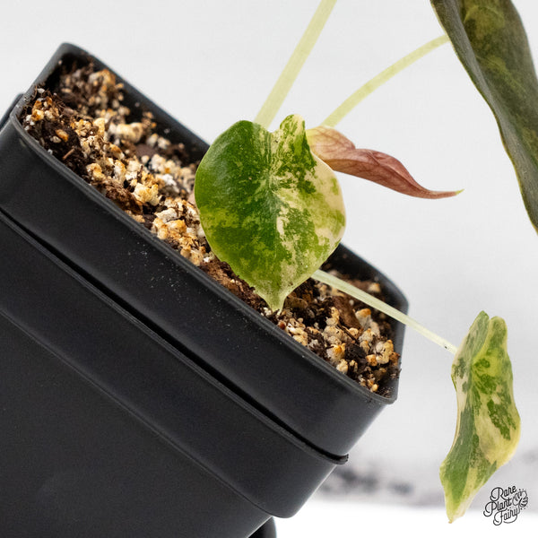 Alocasia Cuprea Gold/Aurea/Caramel Latte Variegated (wk52-I)