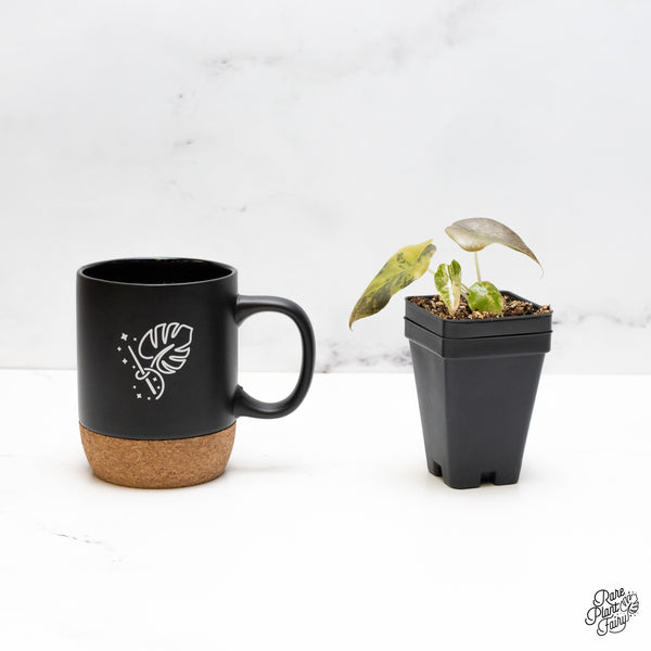 Alocasia Cuprea Gold/Aurea/Caramel Latte Variegated (wk52-L)