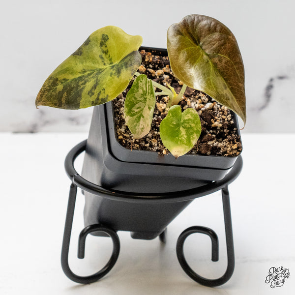 Alocasia Cuprea Gold/Aurea/Caramel Latte Variegated (wk52-L)