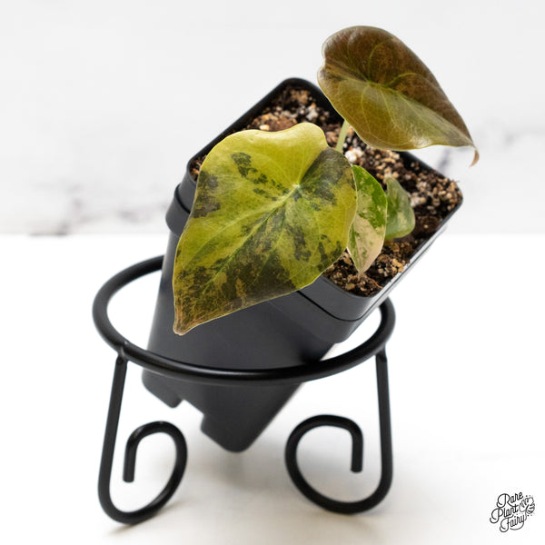 Alocasia Cuprea Gold/Aurea/Caramel Latte Variegated (wk52-L)