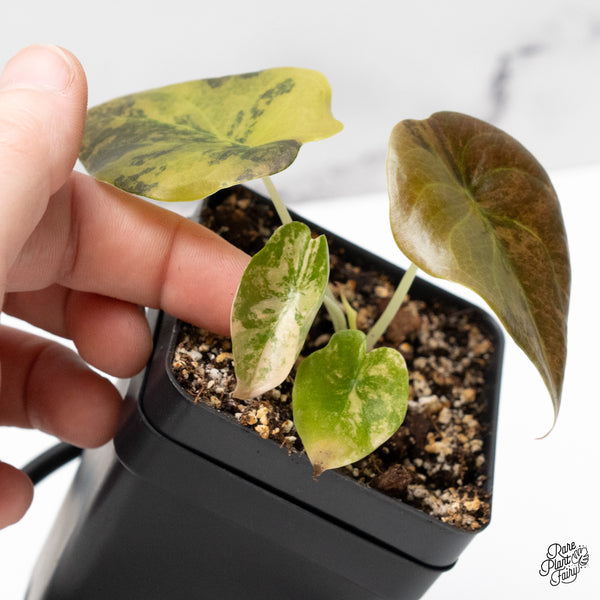 Alocasia Cuprea Gold/Aurea/Caramel Latte Variegated (wk52-L)