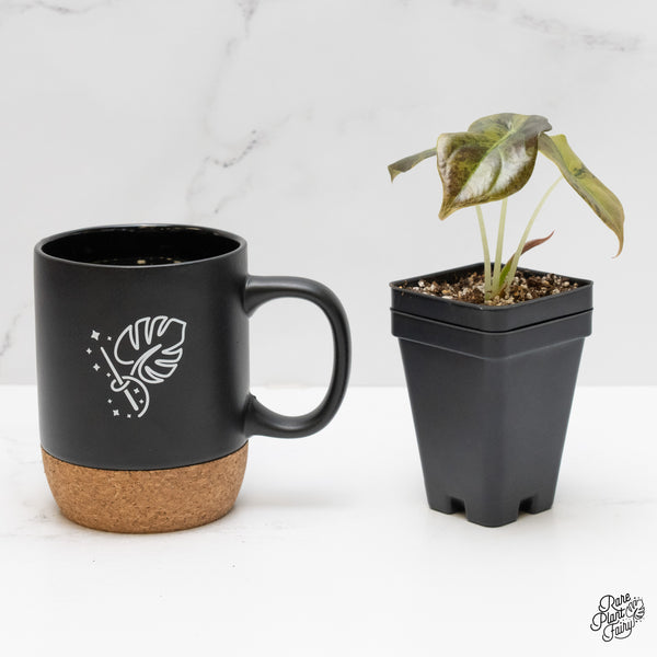 Alocasia Cuprea Gold/Aurea/Caramel Latte variegated (wk1-I)