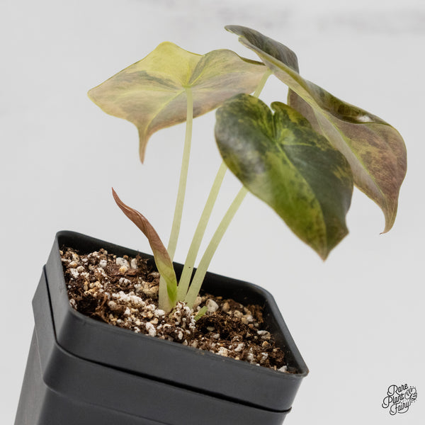 Alocasia Cuprea Gold/Aurea/Caramel Latte variegated (wk1-I)