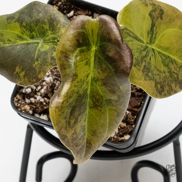 Alocasia Cuprea Gold/Aurea/Caramel Latte variegated (wk1-I)