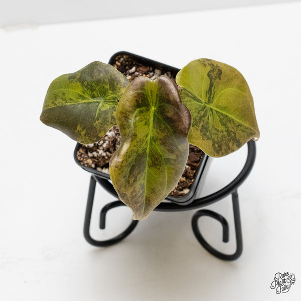 Alocasia Cuprea Gold/Aurea/Caramel Latte variegated (wk1-I)