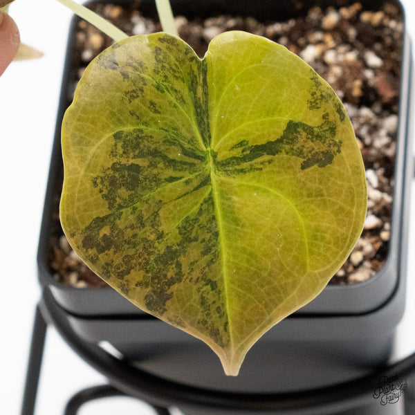 Alocasia Cuprea Gold/Aurea/Caramel Latte variegated (wk1-I)