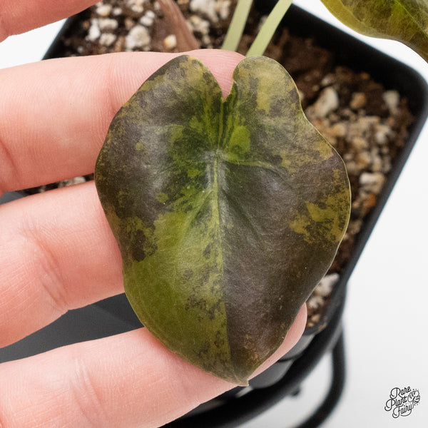 Alocasia Cuprea Gold/Aurea/Caramel Latte variegated (wk1-I)