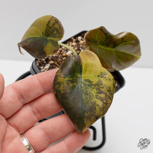 Alocasia Cuprea Gold/Aurea/Caramel Latte variegated (wk2-UP)