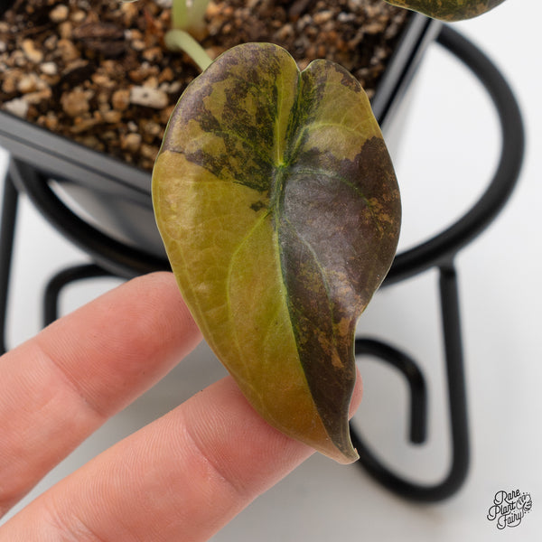 Alocasia Cuprea Gold/Aurea/Caramel Latte variegated (wk2-UP)