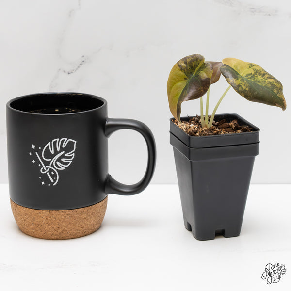 Alocasia Cuprea Gold/Aurea/Caramel Latte variegated (wk2-UP)