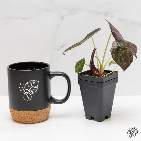 Alocasia Cuprea Gold/Aurea/Caramel Latte Variegated (wk3-L)