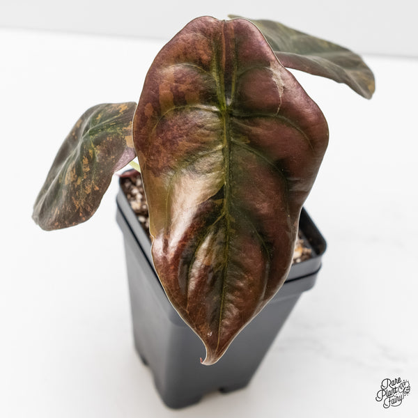 Alocasia Cuprea Gold/Aurea/Caramel Latte Variegated (wk3-L)