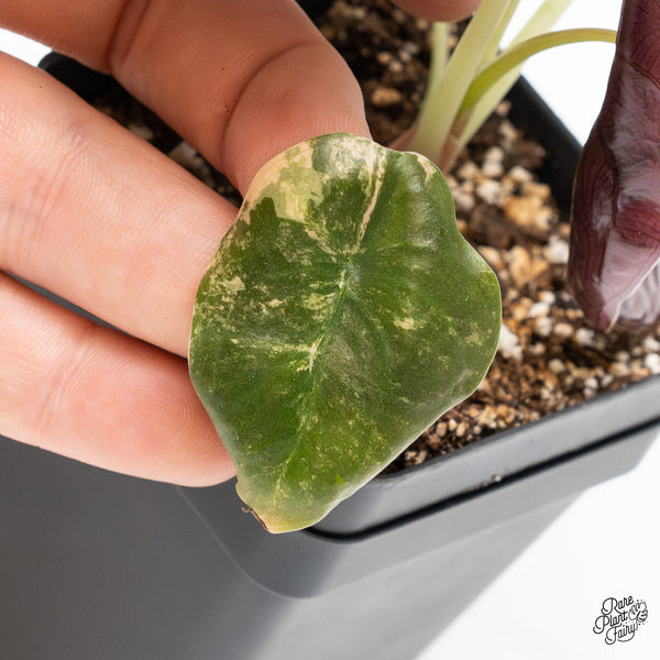 Alocasia Cuprea Gold/Aurea/Caramel Latte Variegated (wk3-L)