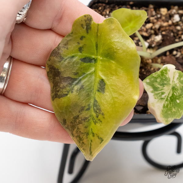 Alocasia Cuprea Gold/Aurea/Caramel Latte Variegated (wk4-E)