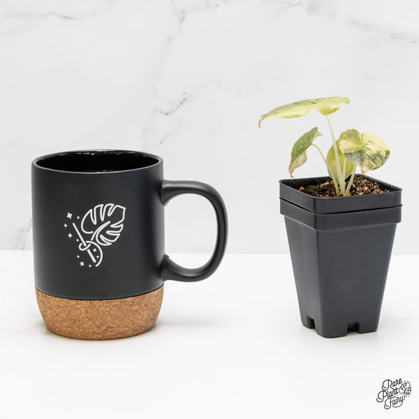 Alocasia Cuprea Gold/Aurea/Caramel Latte Variegated (wk4-E)