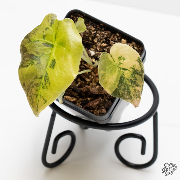 Alocasia Cuprea Gold/Aurea/Caramel Latte Variegated (wk4-E)