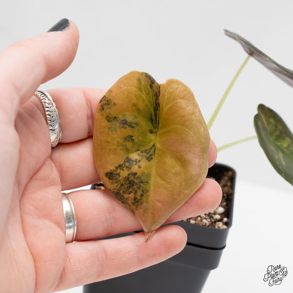 Alocasia Cuprea Gold/Aurea/Caramel Latte Variegated (wk4-F)