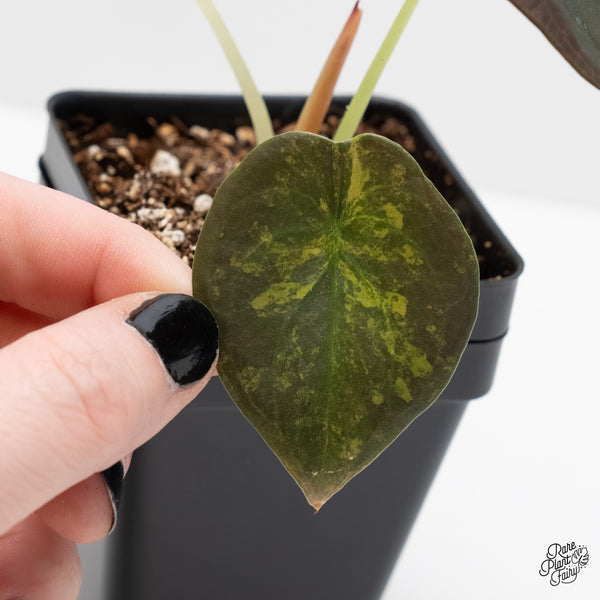Alocasia Cuprea Gold/Aurea/Caramel Latte Variegated (wk4-F)