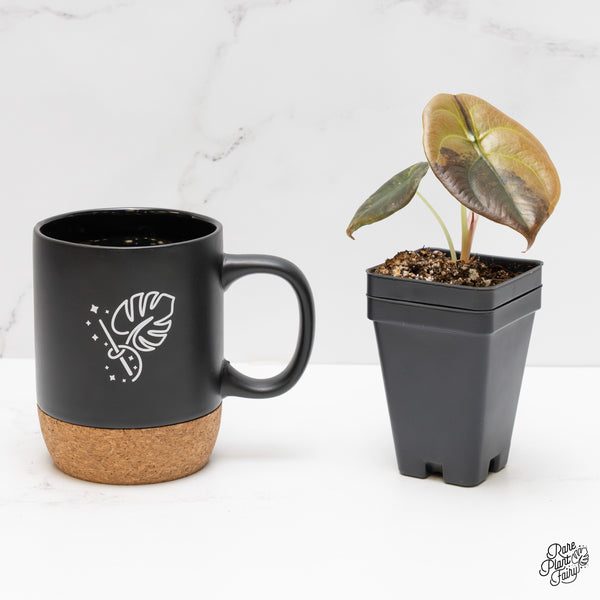 Alocasia Cuprea Gold/Aurea/Caramel Latte variegated (wk2-UR)