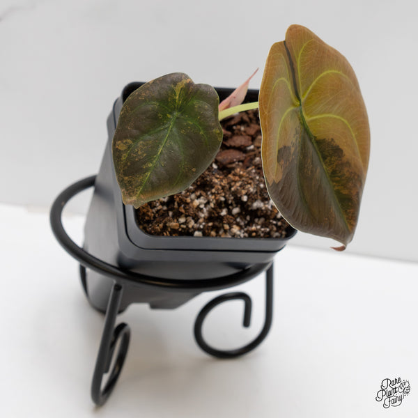 Alocasia Cuprea Gold/Aurea/Caramel Latte variegated (wk2-UR)