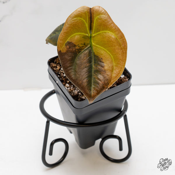 Alocasia Cuprea Gold/Aurea/Caramel Latte variegated (wk2-UR)