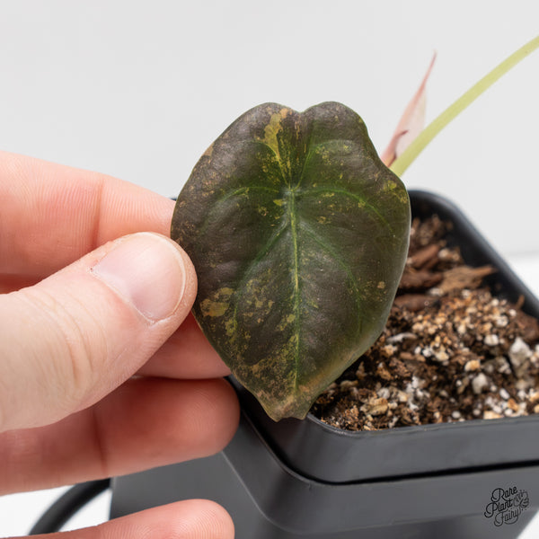 Alocasia Cuprea Gold/Aurea/Caramel Latte variegated (wk2-UR)