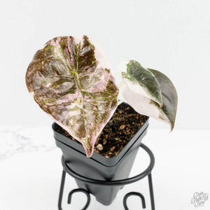 Alocasia 'Cuprea' Albo/Pink Variegated (wk18-F)
