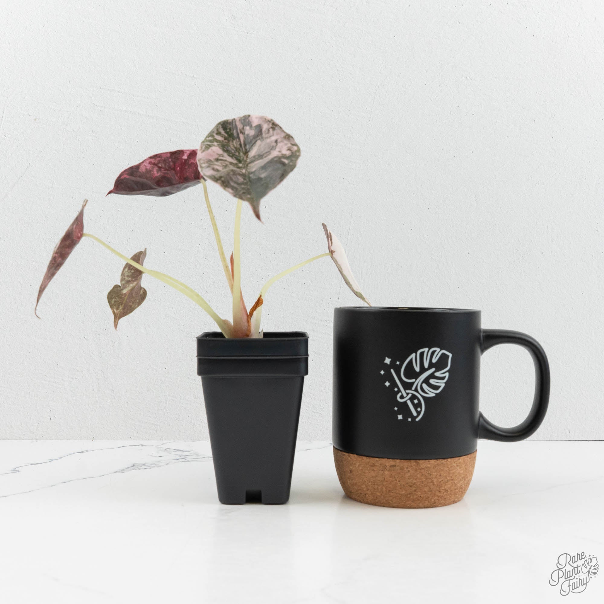 Alocasia 'Cuprea' Albo/Pink Variegated (wk18-UH) – Rare Plant Fairy