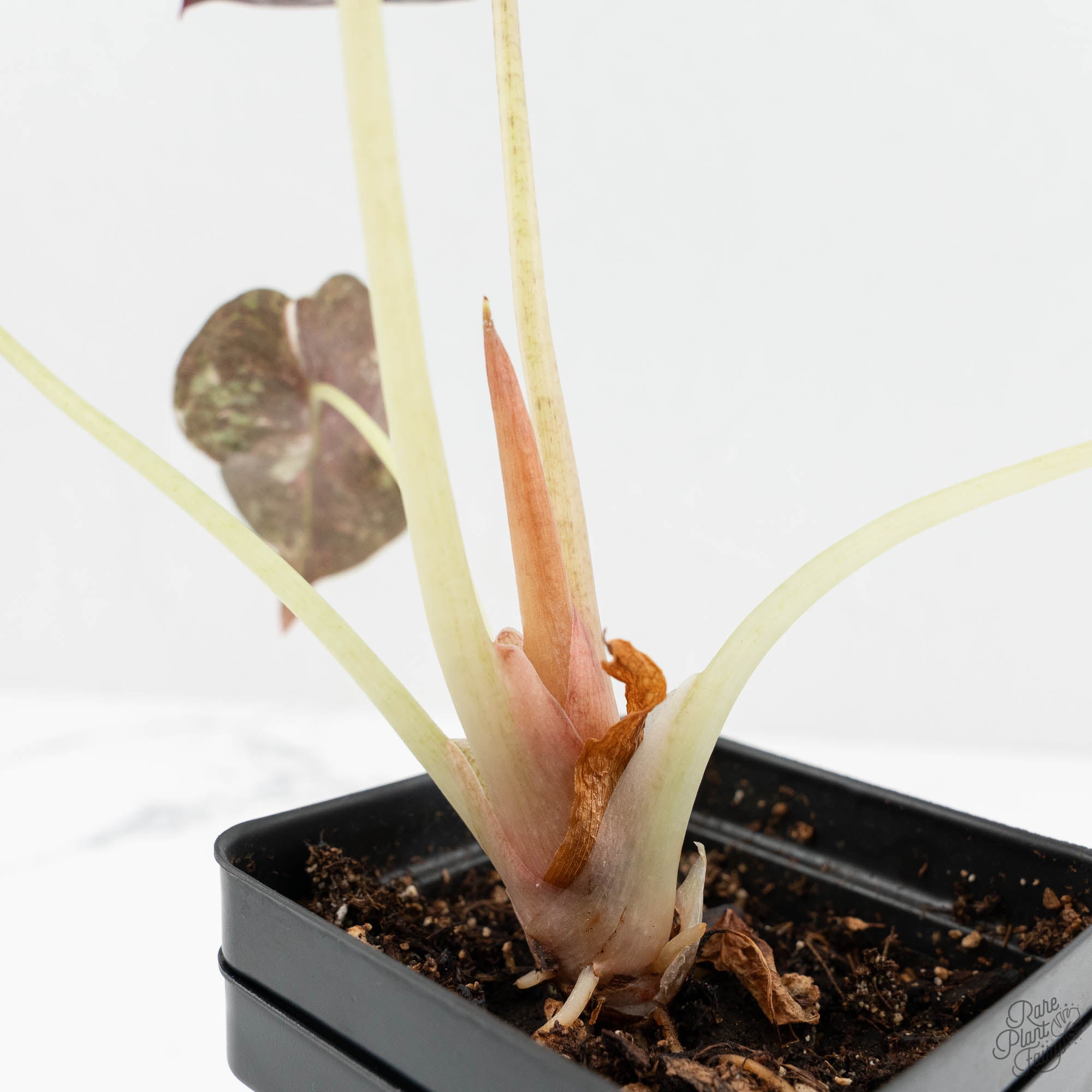 Alocasia cuprea pink var/ アロカシア クプレア ピンク Alocasia Cuprea Pink Variegated Care Guide | TikTok