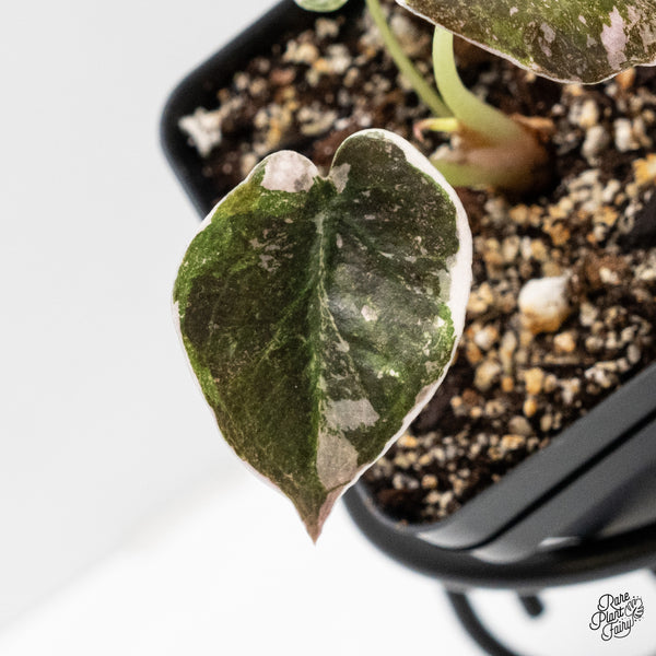 Alocasia 'Cuprea' Albo/Pink Variegated (wk1-H)