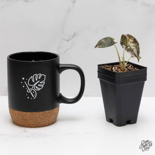 Alocasia 'Cuprea' Albo/Pink Variegated (wk1-H)