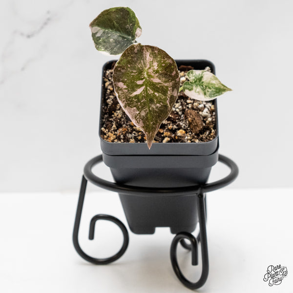 Alocasia 'Cuprea' Albo/Pink Variegated (wk1-H)