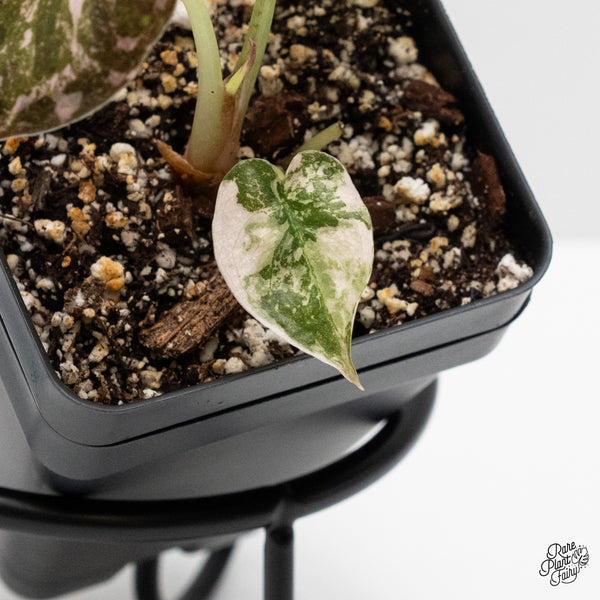 Alocasia 'Cuprea' Albo/Pink Variegated (wk1-H)