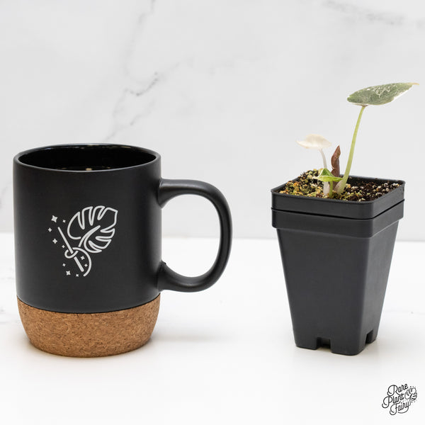 Alocasia 'Cuprea' Albo/Pink Variegated (wk5-J)