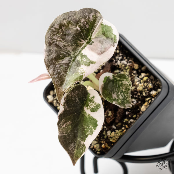 Alocasia 'Cuprea' Albo/Pink Variegated (wk6-A)