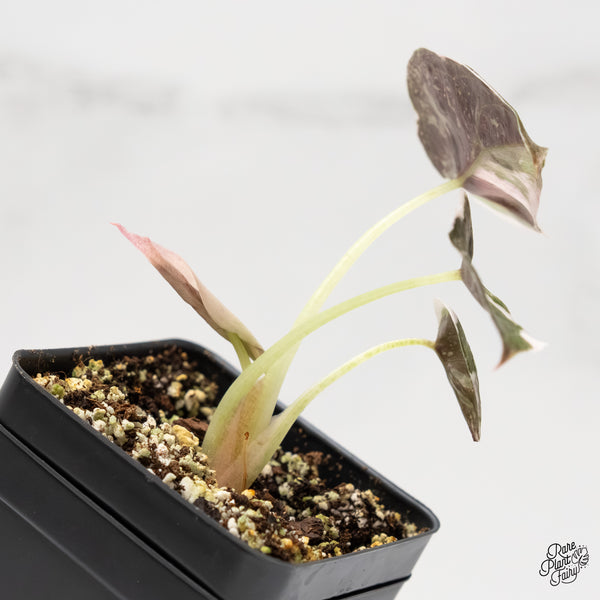 Alocasia 'Cuprea' Albo/Pink Variegated (wk6-A)
